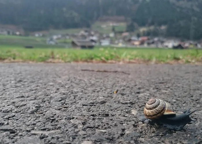 Gina Apartament Stall